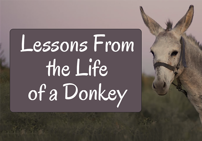 Lessons From the Life of a Donkey